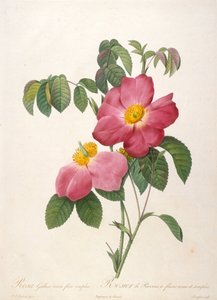 Rosier de Provinsi De La Couronne de roses, 1817-1824 de Pierre Joseph Redouté