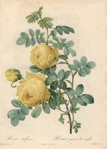 Rosal de los turcos - Aguafuerte de Langlois, basada en una ilustración de Pierre Joseph Redoute (1759-1840), de Les Roses de Pierre Joseph Redouté