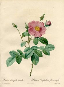 Rosal de cien hojas con flores simples - Aguafuerte de Chapuy, de una ilustración de Pierre Joseph Redouté, de 