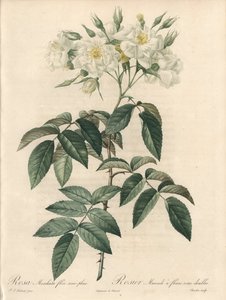 Rosier musque, con flores dobles - Eau forte de Charlin, de una ilustración de Pierre Joseph Redoute, extracto de Les Roses de Pierre Joseph Redouté