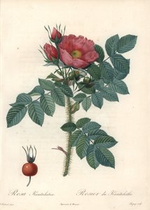 Rosa rugosa o rosa de Kamchatka - Aguafuerte de Chapuy, basada en una ilustración de Pierre Joseph Redoute (1759-1840), de Les Roses de Pierre Joseph Redouté