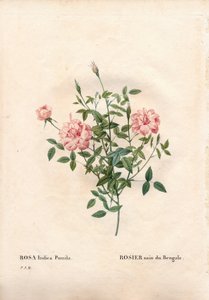 Rosa Rouletii, variedad Rosa chinensis var. minima Rouletii, rosa enana de Bengala. Grabado en cobre a mano de Pierre Joseph Redoute