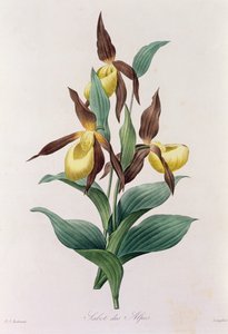 Sabot des Alpes (grabado en color) de Pierre Joseph Redouté