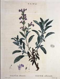 Salvia oficinal - en "Nuevo Duhamel o tratado de los árboles y arbustos que crecen en Francia", dibujos de P.J. Redouté y P. Bessa, París de Pierre Joseph Redouté
