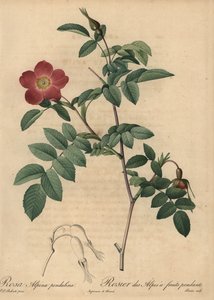 Rosa alpina escarlata, Rosa pendulina de Pierre Joseph Redouté