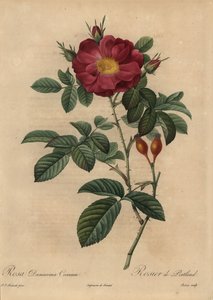 Rosa damascena escarlata, Rosa damascena