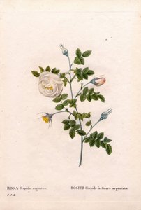 Rosa tomentosa variedad de flores plateadas. Grabado de Pierre Joseph Redouté en 