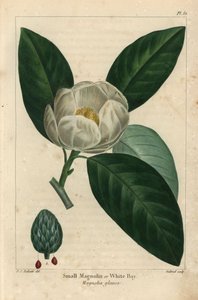 Árbol de magnolia pequeña o laurel blanco, Magnolia glauca de Pierre Joseph Redouté