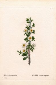 Rosa de mil espinas, Rosa myriacantha, Rosa de mil espinas. Grabado en cobre a mano de Pierre Joseph Redoute