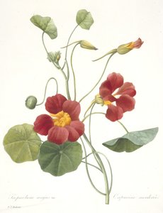 Tropaeolum majus (Capuchina), 1827 de Pierre Joseph Redouté