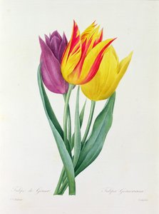 Tulipa Gesneriana (grabado en color) de Pierre Joseph Redouté