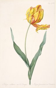 Tulipa Gesneriana var. Dracontia Tulipán Loro de Pierre Joseph Redouté