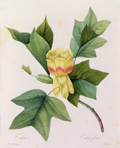 Tulipifera (grabado en color)