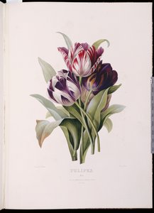 Tulipanes, de "Una Fina Serie de Ramo de Flores" de Pierre Joseph Redouté