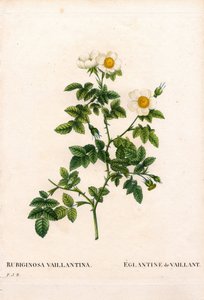Rosa eglantina de Vaillant, variedad Rosa rubiginosa, L