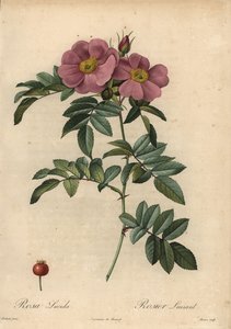 Rosa de Virginia violeta, Rosa virginiana de Pierre Joseph Redouté
