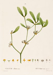 Viscum album L. Muérdago