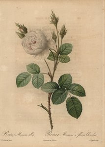 Rosa de repollo blanca, Rosa muscosa alba de Pierre Joseph Redouté