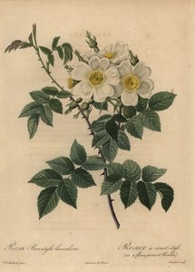 Rosa canina blanca, Rosa stylosa de Pierre Joseph Redouté