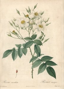 Flores blancas rosa almizcleña - Aguafuerte de Chapuy, basado en una ilustración de Pierre Joseph Redoute, de Les Roses