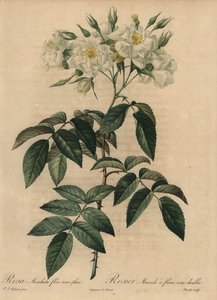 Rosa almizcle blanca, Rosa moschata de Pierre Joseph Redouté