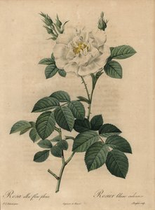 Rosa blanca, Rosa alba flore pleno de Pierre Joseph Redouté