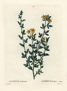 Jazmín silvestre o amarillo, Jasminum fruticans de Pierre Joseph Redouté