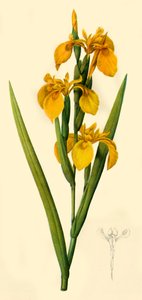 Bandera amarilla