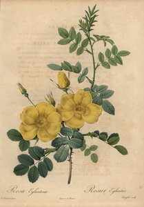Rosa amarilla, Rosa eglanteria de Pierre Joseph Redouté
