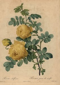 Rosa sulfúrea amarilla, Rosa hemisphaerica de Pierre Joseph Redouté