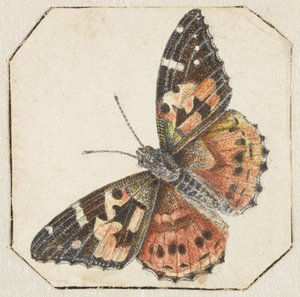 Mariposa del cardo (Vanessa cardui) de Pieter Barbiers (possibly)