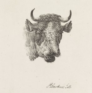 cabeza de toro