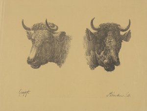 Dos cabezas de toro de Pieter Bartholomeusz. Barbiers