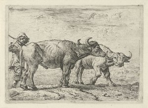Dos búfalos y un pastor Diferentes animales (título de la serie) de Pieter Bodding van Laer