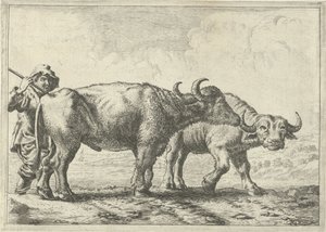 Dos búfalos y un pastor Diferentes animales (título de la serie) de Pieter Bodding van Laer