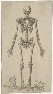 Esqueleto masculino, visto de frente Estudios anatómicos (título de la serie) de Pieter Feddes van Harlingen