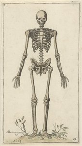 Esqueleto masculino, visto de frente Estudios anatómicos (título de la serie) de Pieter Feddes van Harlingen