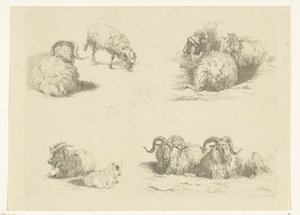 Cuatro actuaciones con ovejas y cabras Ovejas y cabras (título de la serie)