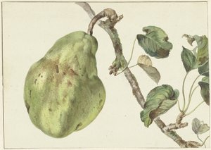 Pera en una rama de Pieter Gevers