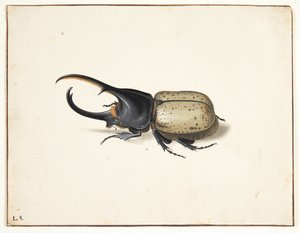 Un escarabajo hércules (dynastes hercules) de Pieter Holsteijn