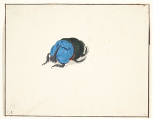 Un escarabajo rinoceronte (scarabaeidae)