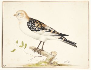 Un gorrión de nieve (plectrophenax nivalis) de Pieter Holsteijn