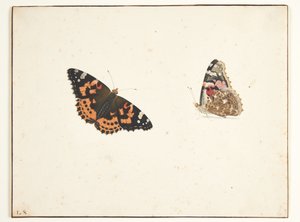 Dos estudios de un cardo mariano (vanessa cardui l.) de Pieter Holsteijn
