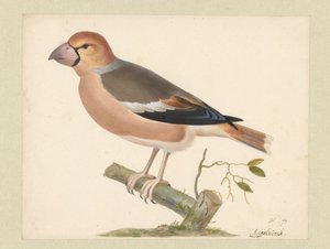 Pinzón de manzana de Pieter Holsteyn (I)