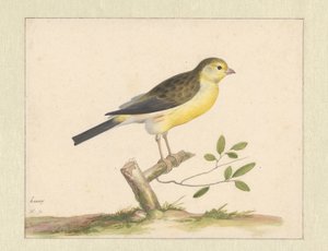 Canario silvestre de Pieter Holsteyn (I)