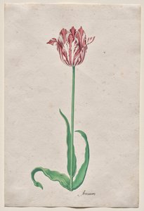 Estudio de un tulipán (Anvaers) de Pieter Holsteyn II