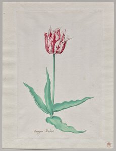 Estudio de un tulipán (Perregoen Machieu) de Pieter Holsteyn II