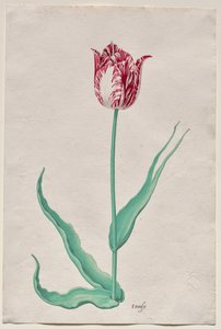 Estudio de un tulipán (