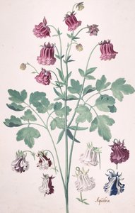 Una Columbina o Bonete de la Abuela..., con estudios adicionales de flores, mediados del siglo XVII-finales del siglo XVII de Pieter Holsteyn the Younger
