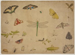 26 insectos de Pieter I Holsteijn